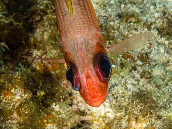 一只奇异的珊瑚鱼的特写镜头 — 图库照片