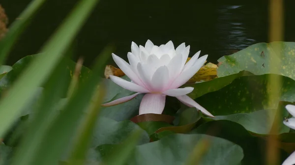 Güzel Beyaz Nilüfer Çiçeğinin Seçici Odak Noktası — Stok fotoğraf