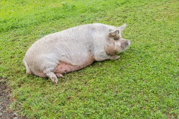 Cerdo Sucio Sano Hembra Acostado Hierba — Foto de Stock