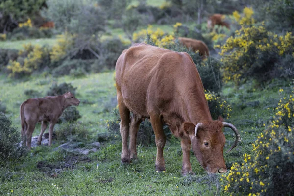 Una Hermosa Toma Una Vaca Granja Pastando Con Ternero Pasto — Foto de Stock
