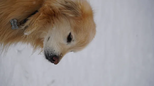 Vertical Portrait Adorable Golden Retriever Collar Sitting Snow Looking Aside — Stock Photo, Image