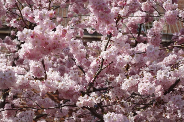 Een Closeup Van Prachtige Rose Kers Bloesems Boom Takken Tegen — Stockfoto