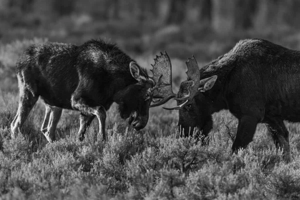 Closeup Shot Bull Moose Practice Fighting Grand Teton National Park — Stock Photo, Image
