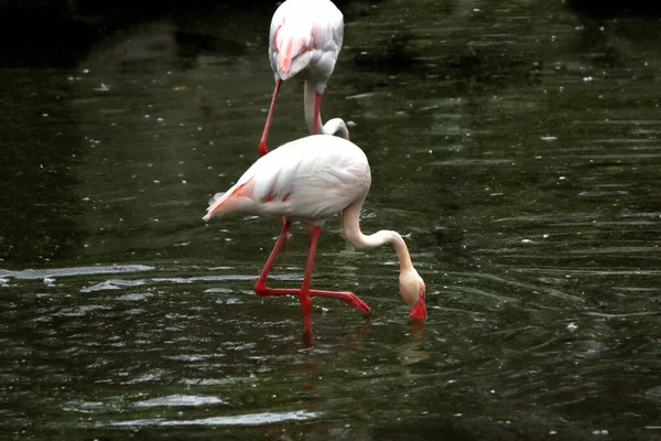 Flamingo Bebendo Água Lago Primavera — Fotografia de Stock