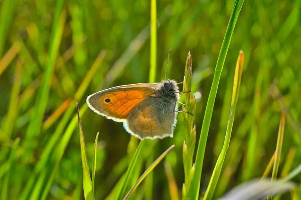 Uma Bela Borboleta Uma Planta Verde Jardim — Fotografia de Stock