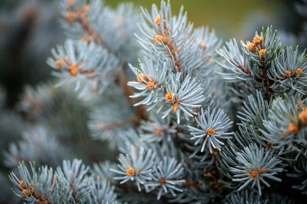 Plan Sélectif Une Branche Épinette Bleue — Photo