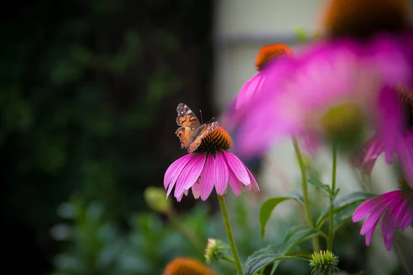 Eine Selektive Fokusaufnahme Eines Schmetterlings Auf Rosa Gänseblümchen — Stockfoto
