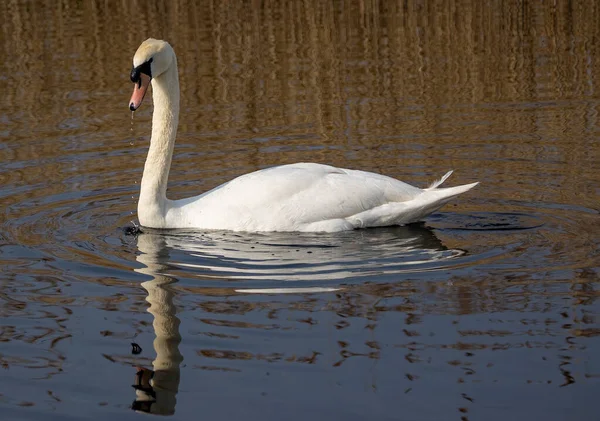 Озере Плавает Изящный Белый Лебедь — стоковое фото