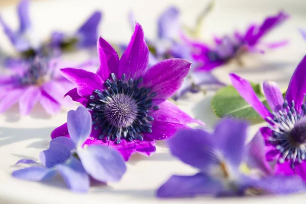 Closeup Crown Anemone Purple Flower — Stock Photo, Image