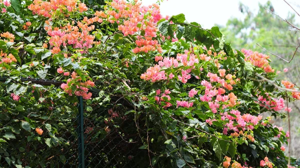 Blooming Bougainvillea Spectabilis Flowers Garden — Stock Photo, Image