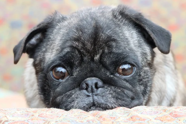 Closeup Shot Pug Dog — Stock Photo, Image