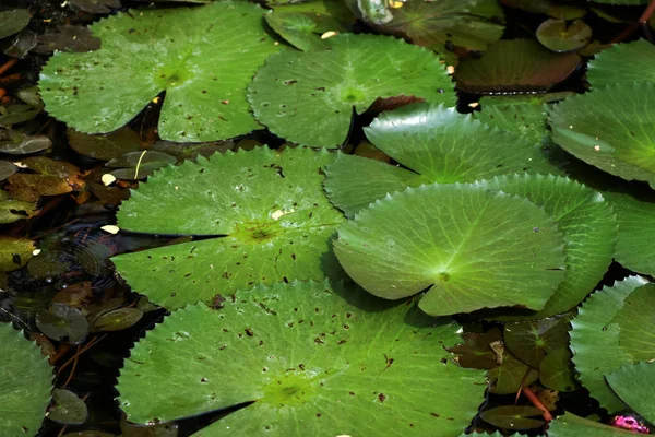 Sebuah Gambar Closeup Daun Teratai Dalam Air — Stok Foto