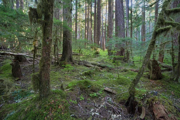 Florestas Parque Nacional Olímpico Estado Washington América — Fotografia de Stock