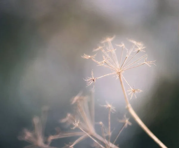 Gros Plan Des Branches Fleurs Fenouil Sur Fond Flou — Photo