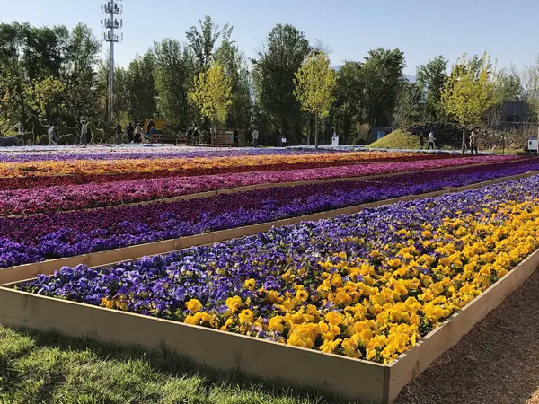 Jardim Florescente Com Linhas Flores Coloridas — Fotografia de Stock