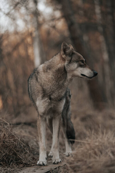 A closeup of Saarloos Wolfdog