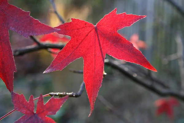 Крупный План Красного Листа Acer Palmatum Osakazuki — стоковое фото