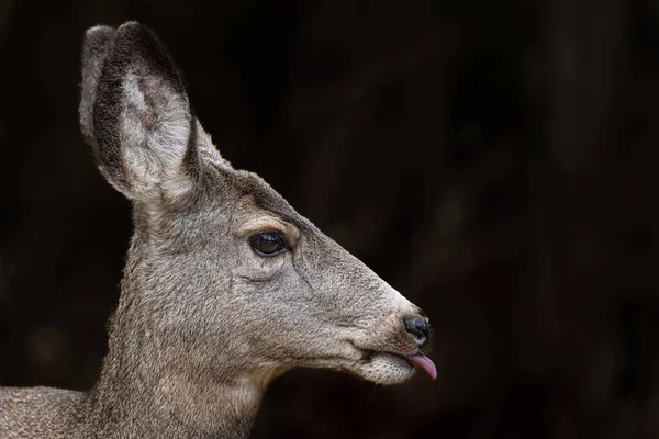 Πλευρική Φωτογραφία Του Mule Deer Στο Εθνικό Πάρκο Grand Teton — Φωτογραφία Αρχείου