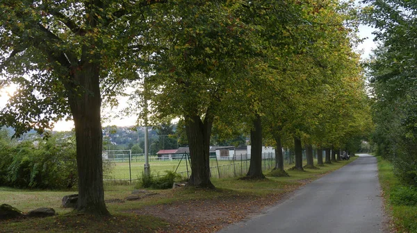Droga Otoczona Drzewami Bawarii Niemcy — Zdjęcie stockowe