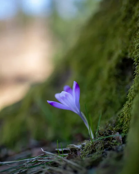 Selective Focus Shot Blue Crocus Scepusiensis Flower — Stock Photo, Image