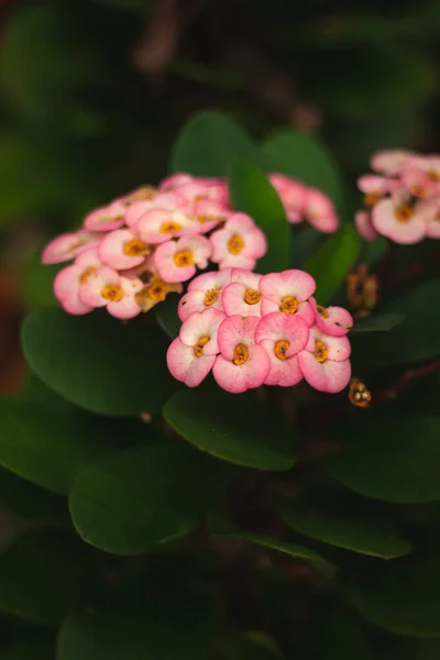 キリストのとげとしても知られるとげのピンクと白の冠 ユーフォルビアミリ の花の垂直浅い焦点 — ストック写真