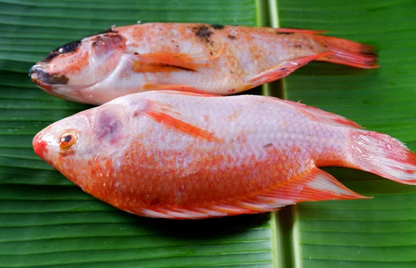 Een Verse Rauwe Rode Tilapia Vissen Geïsoleerd Bananenblad Achtergrond — Stockfoto