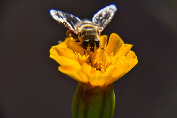 Eine Selektive Fokusaufnahme Einer Biene Auf Einer Gelben Blume — Stockfoto