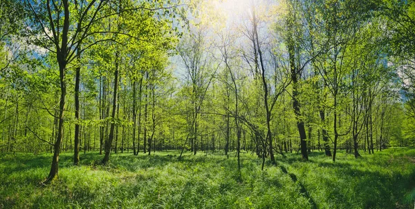 Beau Paysage Dans Une Forêt Verte Sous Lumière Soleil Allemagne — Photo