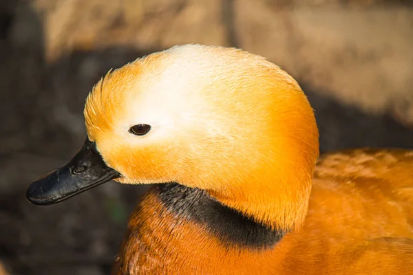 Gün Işığında Güzel Bir Ruddy Shelduck Kuşunun Yakın Çekimi — Stok fotoğraf