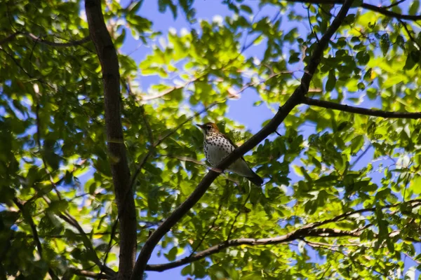 Tiro Ângulo Baixo Pássaro Comum Manchado Galho Árvore — Fotografia de Stock