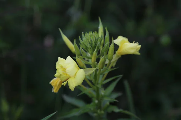 Bir Oenothera Biennis Sık Sık Akşam Çiçekleri Çayırda Yakın Plan — Stok fotoğraf