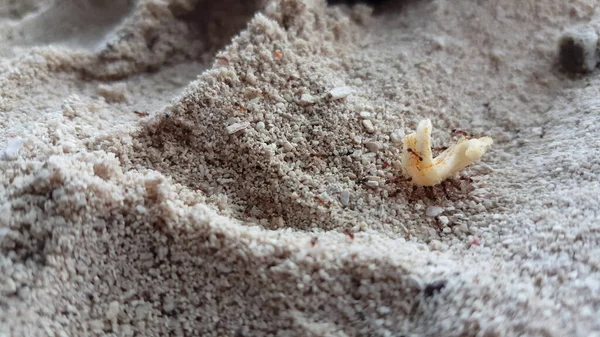 Ένα Κοντινό Πλάνο Μυρμηγκιών Ένα Κομμάτι Τροφής Στην Άμμο — Φωτογραφία Αρχείου