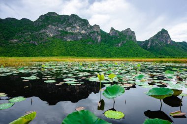 Prachuap Kiri Khan, Tayland 'daki Sam Roi Yot Milli Parkı' nda bir nilüfer ormanı ve dağ.