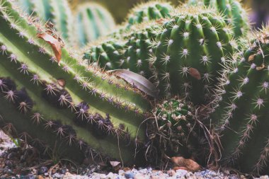 Bahçede büyüyen kaktüslerin yakın çekimi.