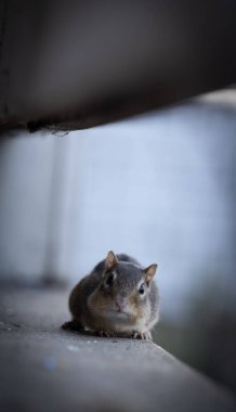 Squirrel sitting on wooden surface