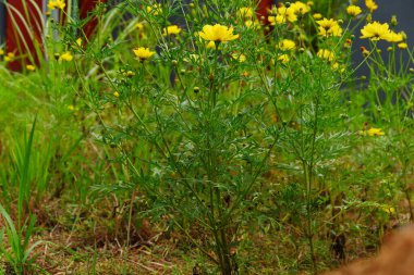 Sarı çiçeklerin yakın çekimi.