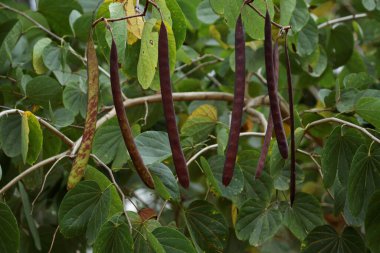 Kuru kapsüller baharda ağaç dallarında sallanıyor.