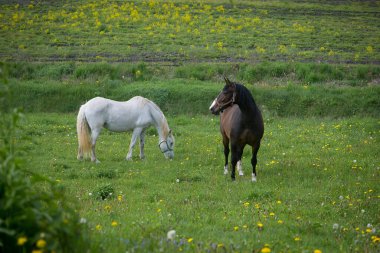 Otlakta kır çiçekleriyle otlayan iki at.