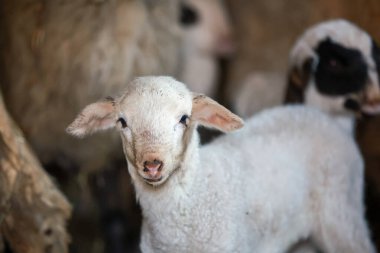 Çayırdaki şirin bir kuzunun yakın çekimi.
