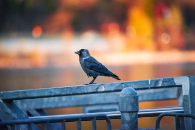 Parktaki metal korkuluklarda bir karga.
