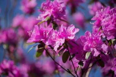 Bahçesinde yeşil yapraklar olan güzel bir Rhododendron çiçeğinin seçici odak noktası.