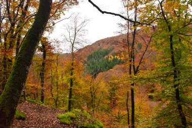 Almanya 'nın Eifel bölgesinde sık bir orman