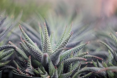 A close up of a row of succulents on a blurry background