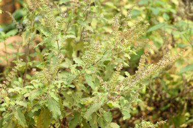 Tarlada yetişen Kutsal Basil bitkisinin seçici bir odak noktası.