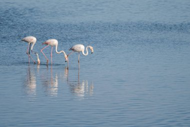 Nehirde duran güzel flamingoların yakın çekimi.