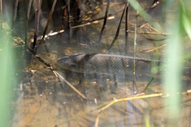 Şeffaf suda seçici bir balık.