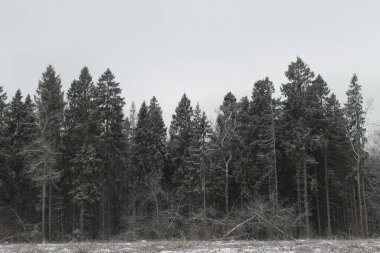Moskova, Rusya 'daki ormandaki ağaçlar.