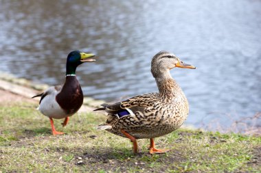 Güzel Mallard 'ın gölün yanındaki yeşil çimlerin üzerinde durduğu yakın plan bir fotoğraf.