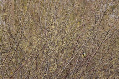 A distant view of the great tit bird perched on the thick tree branches