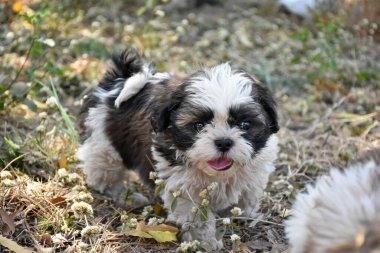 Parkta yürüyen siyah beyaz bir köpek.